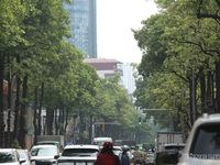Hà Nội cắt tỉa 992 cây hoa sữa trên 13 tuyến đường