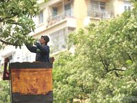 Hà Nội cắt tỉa 992 cây hoa sữa trên 13 tuyến đường