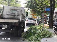 Hà Nội cắt tỉa hoa sữa, giảm mùi hương nồng trên nhiều tuyến phố