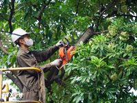 Hà Nội cắt tỉa hoa sữa, giảm mùi hương nồng trên nhiều tuyến phố