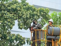 Hà Nội cắt tỉa hoa sữa, nhiều người tranh thủ nhặt mang về cắm