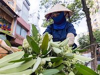 Hà Nội cắt tỉa hoa sữa, nhiều người tranh thủ nhặt mang về cắm