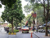 Hà Nội cắt tỉa hoa sữa, nhiều người tranh thủ nhặt mang về cắm