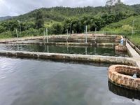Gia Lai: Nuôi cá tầm ở vùng núi sâu, nông dân thu tiền tỷ mỗi năm