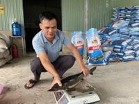 Gia Lai: Nuôi cá tầm ở vùng núi sâu, nông dân thu tiền tỷ mỗi năm