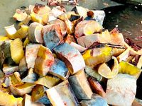 Mưa lớn làm cá hồi, cá tầm Sa Pa sặc lũ chết nổi trắng bể nuôi