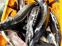Mưa lớn làm cá hồi, cá tầm Sa Pa sặc lũ chết nổi trắng bể nuôi