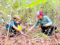Nghỉ hè, học sinh ở Phú Quốc vào rừng 'săn lộc trời'