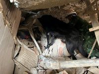 Đoàn cứu hộ Việt Nam đưa 11 nạn nhân Venezuela ra khỏi đống đổ nát