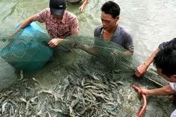 Sớm lên khung mùa vụ nuôi tôm sú, tôm chân trắng năm 2012