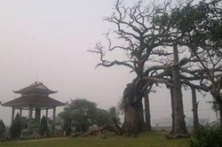 Đi tìm sự thật về cây thiêng giết người