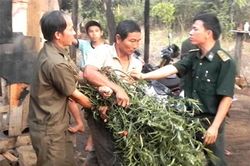 Trồng cần sa trong vườn nhà