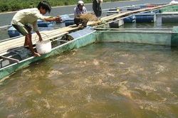 Thừa Thiên - Huế tăng diện tích nuôi trồng thủy sản