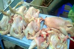 Kinh hoàng hậu họa ăn gà 'kháng sinh'