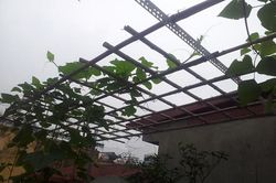 Không nên làm giàn cây leo bằng thép