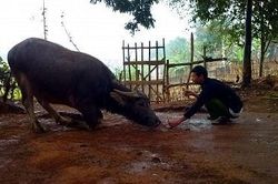 Kỳ lạ con trâu biết vái chào và hiểu tiếng người