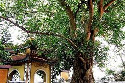 Những bí ẩn về bồ đề - cây thiêng trong Phật giáo