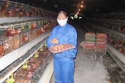 Sức bật Quốc Oai