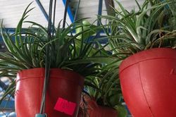 Sự thật về khả năng lọc khí thải của 'cây không khí'