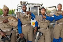Chuột túi Gambia: 'Anh hùng' rà soát bom mìn và chẩn đoán bệnh lao