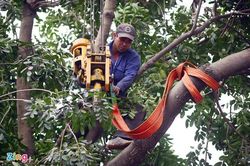 Chủ tịch Hà Nội thúc tiến độ xử lý vụ chặt cây xanh