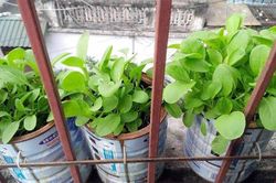 Thán phục Hà Thành: Trồng rau sạch trong bao tải, lốp ôtô