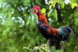 Vì sao gà trống lại gáy vào đúng các canh giờ?