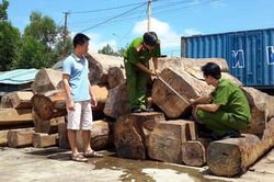 Bắt tạm giam đối tượng làm giả hồ sơ để vận chuyển gỗ lậu