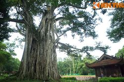 Giải mã 'cây đa bóp cổ' kỳ lạ ở Lam Kinh