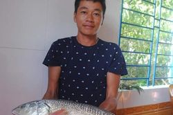 Vớ bở câu được cá sủ vàng nửa tỉ