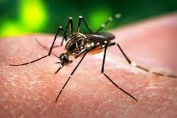 Trường hợp đầu tiên ở Trung Quốc nhiễm virus Zika