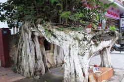 Chuyện cây bồ đề huyền bí có '4 chân' ở đất cố đô