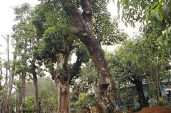 Đường dây buôn bán siêu cây trăm tỷ ở Hà Nội