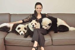 Bà chủ xinh đẹp biến chó thành gấu trúc là ai?