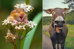 'Chết điếng' với sự đáng yêu của động vật khi cười