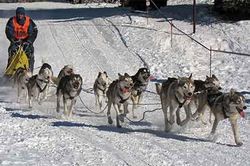 20 điều thú vị về bang Alaska của Mỹ