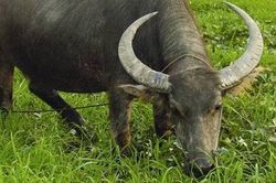 Nghèo khó, bố trộm trâu bán cưới vợ cho con