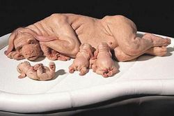 Tạo ra phôi người lợn để nuôi tạng cấy ghép