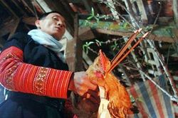 Bí ẩn về loài gà tiên tri