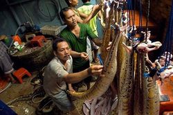 Kinh hoàng bên trong những xưởng lột da thú làm túi hàng hiệu