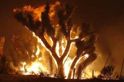 'Cái đẹp bốc lửa' của những trận cháy rừng ở California