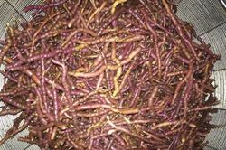Săn thần dược chiều chồng, quý bà ăn quả đắng