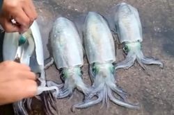 Điều kỳ lạ xảy ra khi cắt phần xương sụn của cá mực