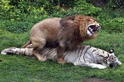 Thẹn đỏ mặt cảnh hổ và sư tử làm 'chuyện ấy' với nhau