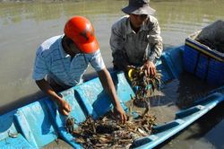 Phát triển mô hình lúa-tôm bền vững ở Bạc Liêu