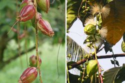 Bài thuốc từ cây lộc vừng chữa bệnh trĩ, tiêu chảy