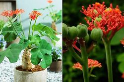 Bài thuốc chữa bệnh kỳ diệu từ cây ngô đồng