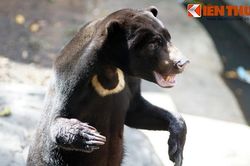 Soi loài gấu 'nhỏ nhưng có võ', rất quý hiếm ở Việt Nam