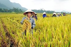 24 nông dân Việt Nam xuất sắc năm 2016 sẽ được nhận Bằng khen của Thủ tướng