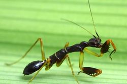 Quái lạ: Con vật nửa kiến nửa bọ ngựa ở Việt Nam